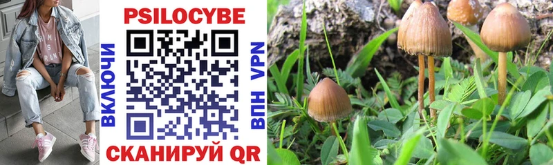 Галлюциногенные грибы Psilocybe  Краснослободск 